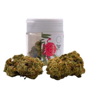 venda flores cânhamo CBD HHC dos melhores produtores Europeus de produtos cannabis sem intermediários onde podes comprar flores Relax CBD cultivo Indoor